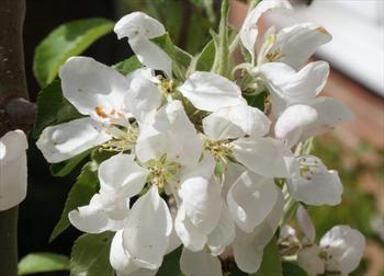 Malus Jelly King crab apple trees for sale | Buy online