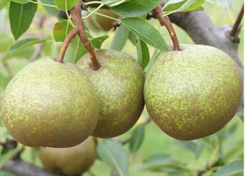 winter pear nelis trees pears tree identification orangepippintrees