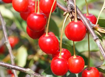 morello cherry tree for sale