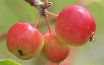 Malus Jelly King crab apple trees for sale | Buy online