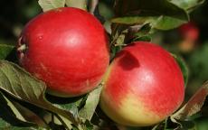 Katy apple trees