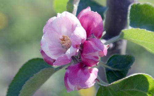 Bramley's Seedling