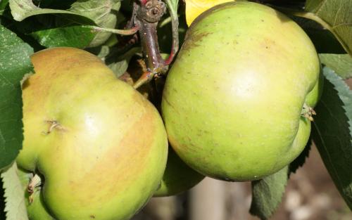 Bramley's Seedling