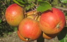 Rubinette apple trees
