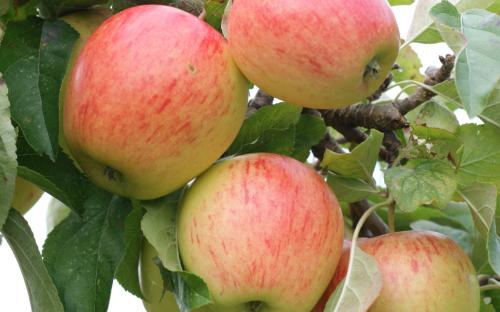 Pinova apple trees
