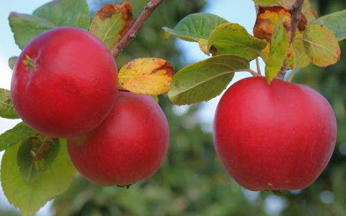 Red Devil apple trees