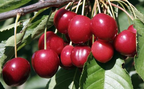 Stella cherry trees