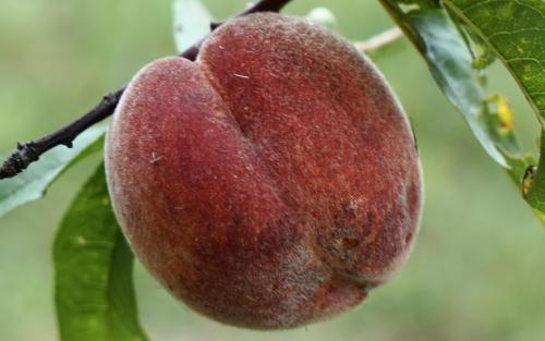 Rochester peach trees