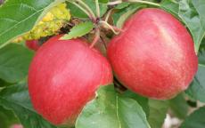 Saturn apple trees