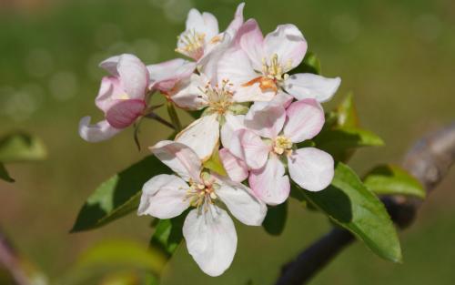 Golden Delicious