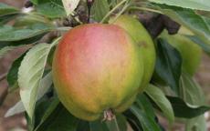 Cornish Gilliflower apple trees
