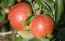 Cornish Aromatic apple trees