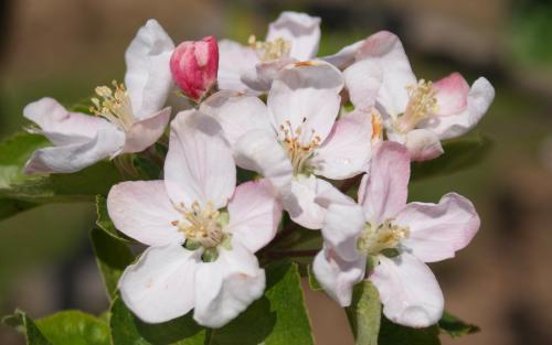 Peasgood's Nonsuch