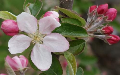 Pitmaston Pine Apple