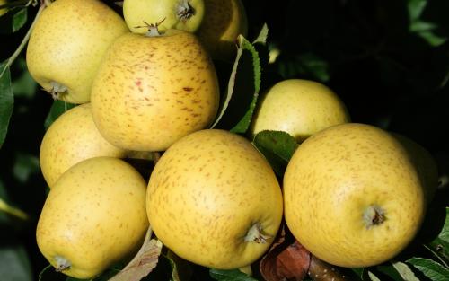 Pitmaston Pine Apple