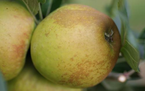 Rosemary Russet apple trees