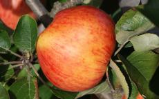 Somerset Redstreak cider apple trees