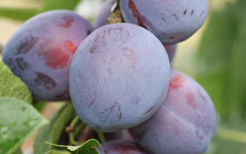 Edda plum trees