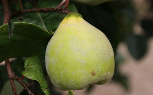 Meech's Prolific quince trees