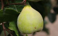 Meech's Prolific quince trees