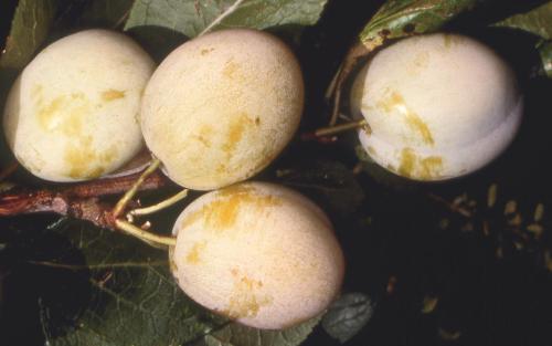 Warwickshire Drooper
