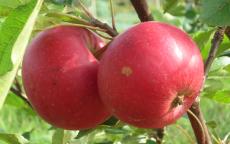 Rosette apple trees