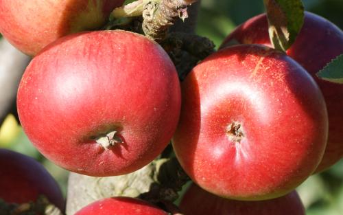 Ballerina Flamenco apple trees