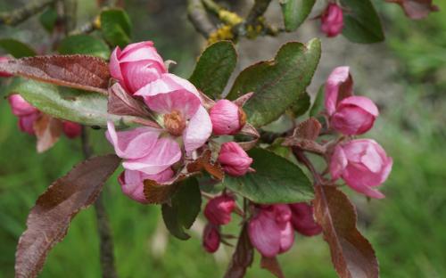 Malus hupehensis crab apple trees