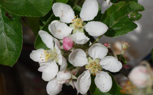 Rosehip