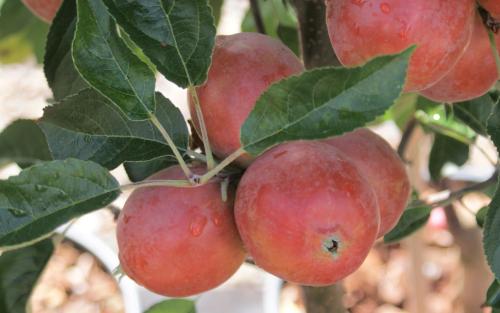 Rosehip