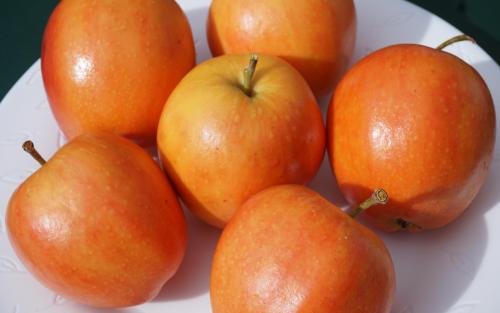 Surprize apple trees