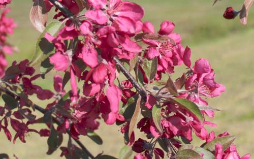 Crimson Cascade