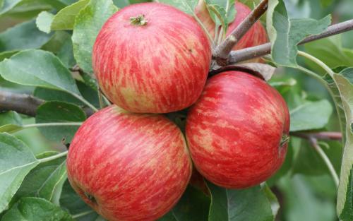 Red Foxwhelp cider apple trees