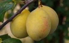 Fruit tree comparison - Coe's Golden Drop