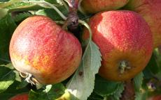 Cox's Orange Pippin apple trees