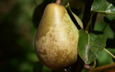 Beth pear trees