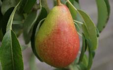 Louise Bonne of Jersey pear trees