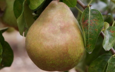 Doyenne du Comice pear trees