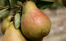 Onward pear trees