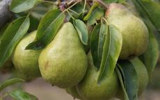 Packham's Triumph pear trees