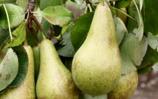 Conference pear trees