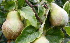 Champion quince trees