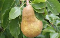 Merton Pride pear trees