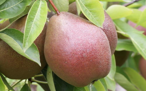 Black Worcester pear