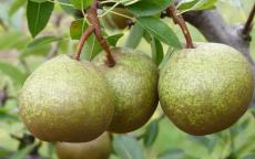 Winter Nelis pear trees