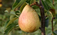 Invincible pear trees