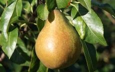 Fondante d'Automne pear trees