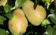 Glou Morceau pear trees