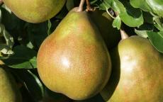 Fruit tree comparison - Beurre Superfin