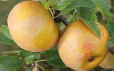 Egremont Russet apple trees